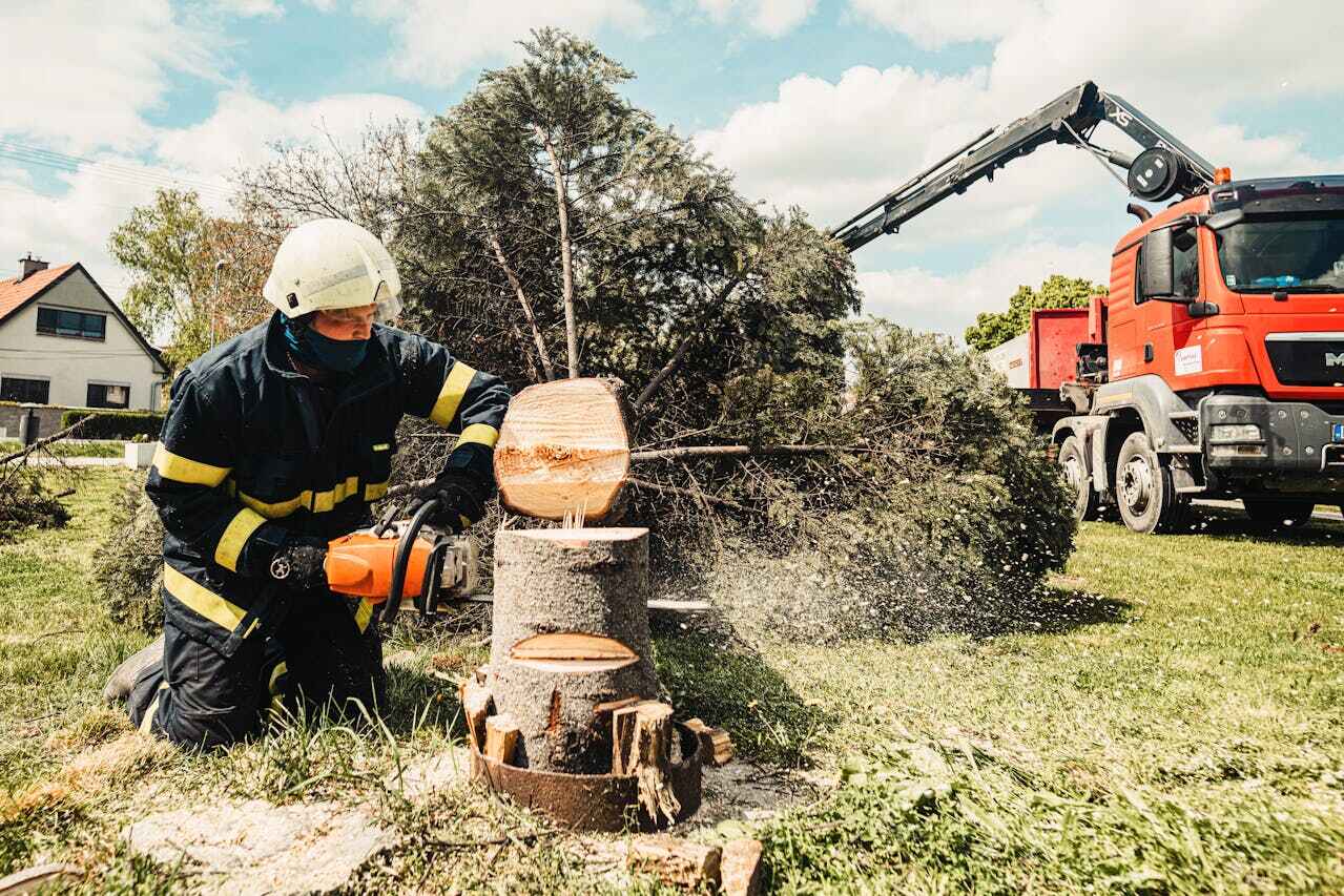 Emergency Storm Tree Removal in Zapata, TX